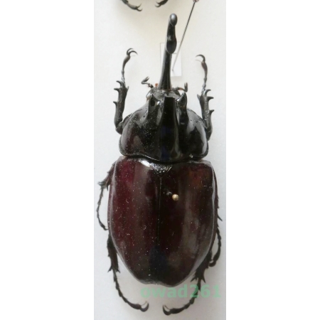 Augosoma centaurus (Fabricius, 1775) male Tanzania 64mm22